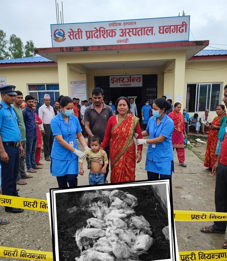Two Siblings Die After Consuming Dead Broiler Chicken in Kailali; Mother and Younger Brother Hospitalized